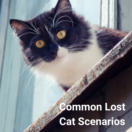 Lost Pet Advice Common Scenarios of Lost Cats PetHub